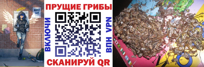 Псилоцибиновые грибы Cubensis  Ревда 
